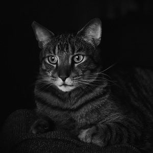 Meet your Posher, Claire